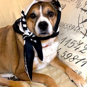 Vintage Caruso Scarf, EUC